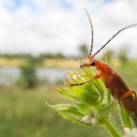 Red Soldier Beetle 1 